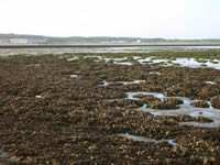 Oesterrif Waddenzee. Foto: Gimaris.