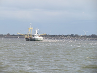 Visserij in het Waddengebied