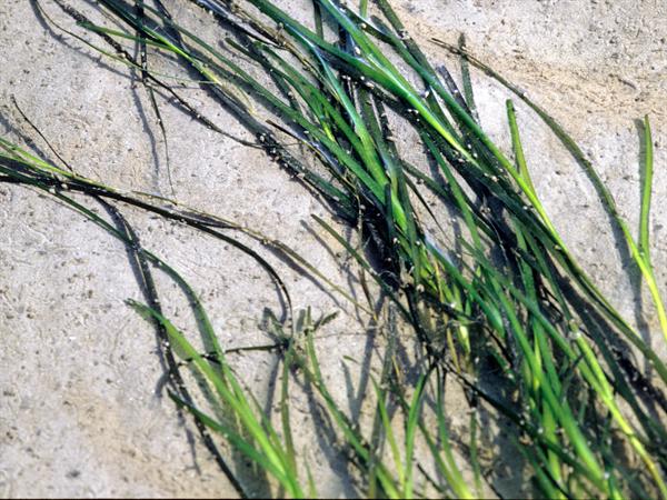 Groot Zeegras. Foto: beelbank RWS Rob Jungcurt.