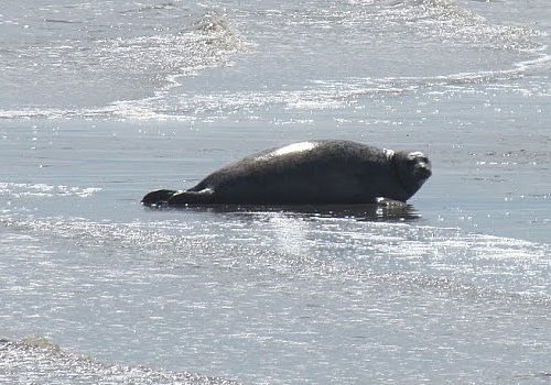 Zonnende zeehond op de Hond/Paap. Foto: Waddenacademie.