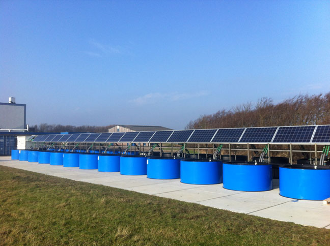 Opstelling van het Zeewiercentrum met de blauwe kweekbakken en zonnepanelen. Foto: NIOZ.
